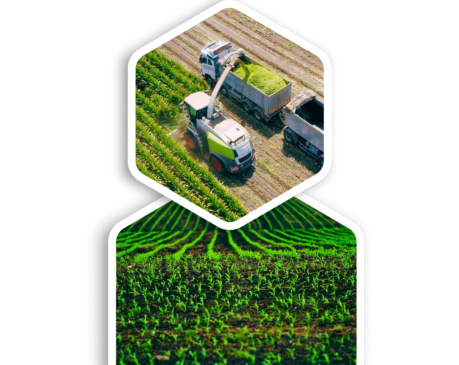 AgriMaxx Synergy - Premium Feed Production